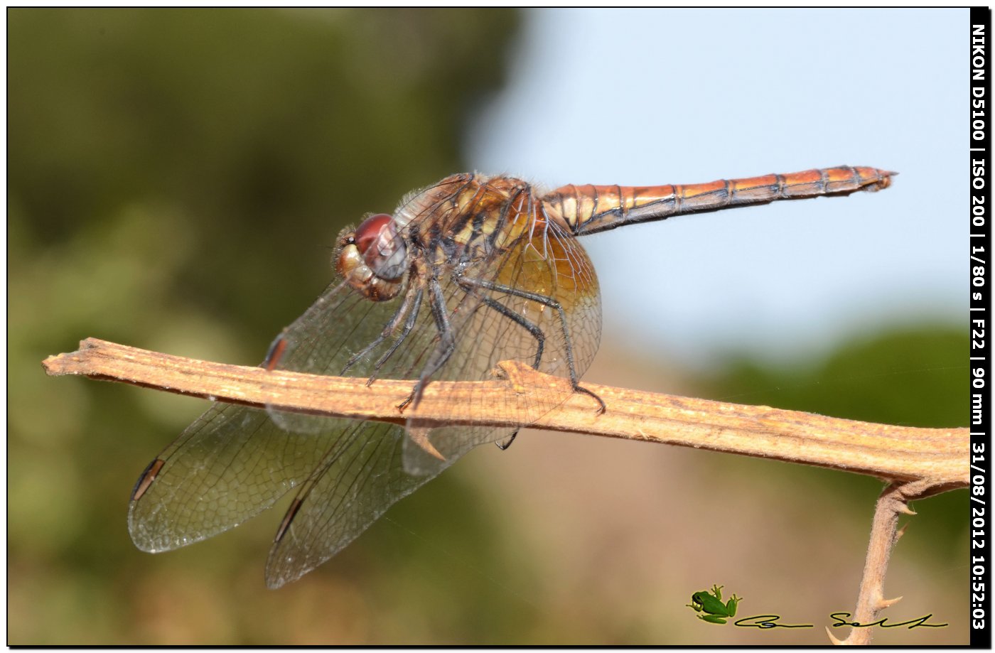 Trithemis annulata ♀