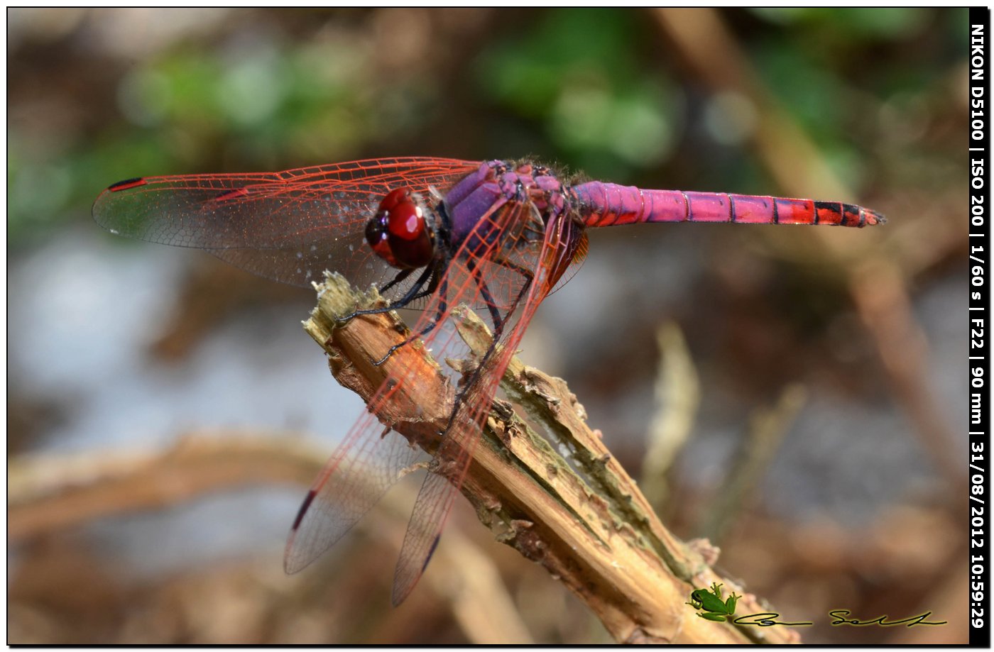 Trithemis annulata ♂