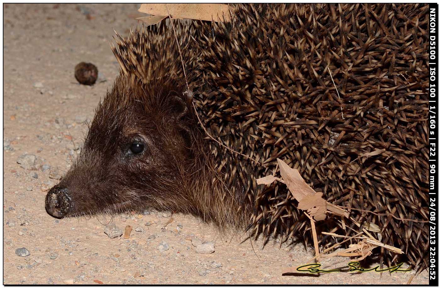 Erinaceus europaeus (Riccio)