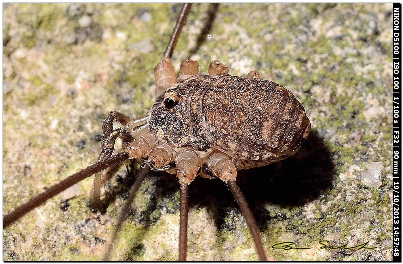 Altri Nelima sp. ♂♀