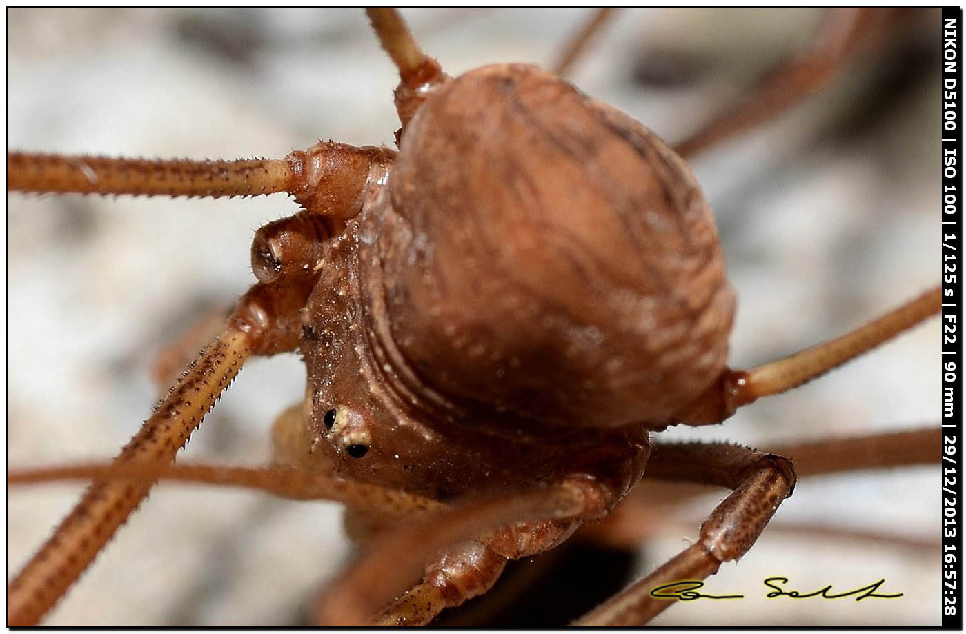 Opilio cf. transversalis