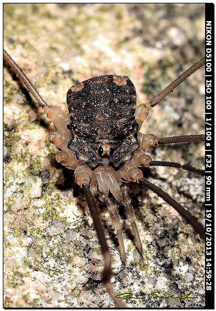 Altri Nelima sp. ♂♀