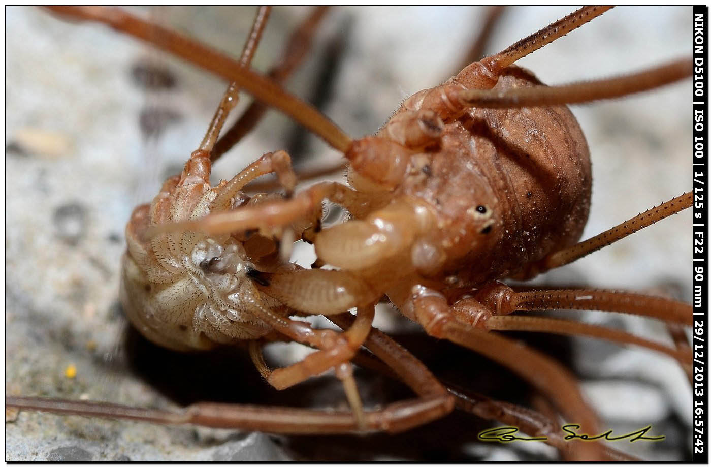 Opilio cf. transversalis, combattimento tra ♂