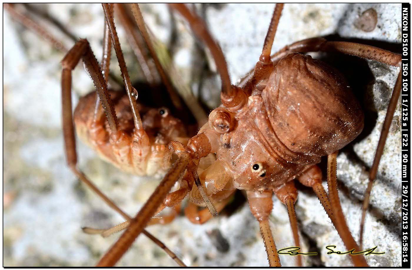 Opilio cf. transversalis, combattimento tra ♂