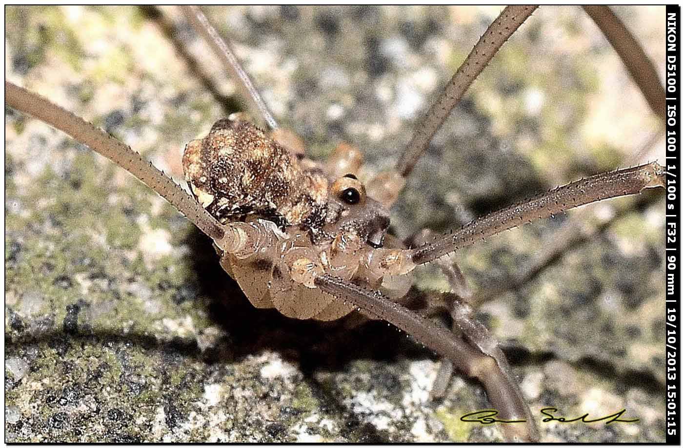 Altri Nelima sp. ♂♀