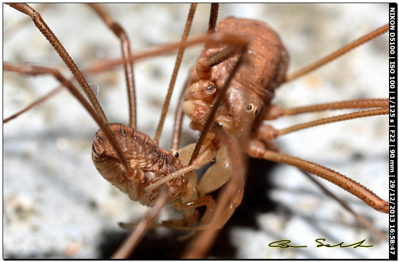 Opilio cf. transversalis, combattimento tra ♂