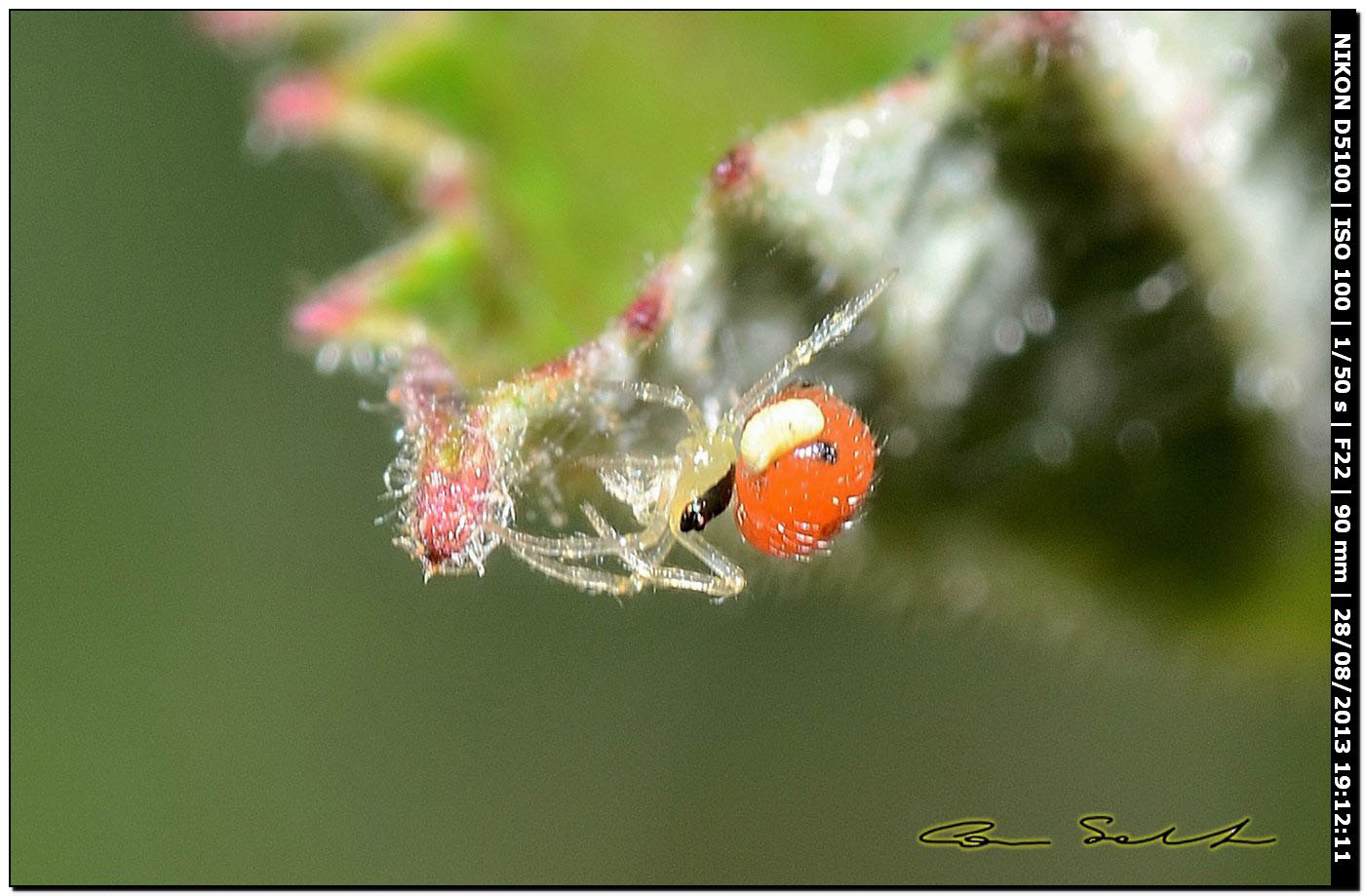 Theridiidae - Alghero (SS)