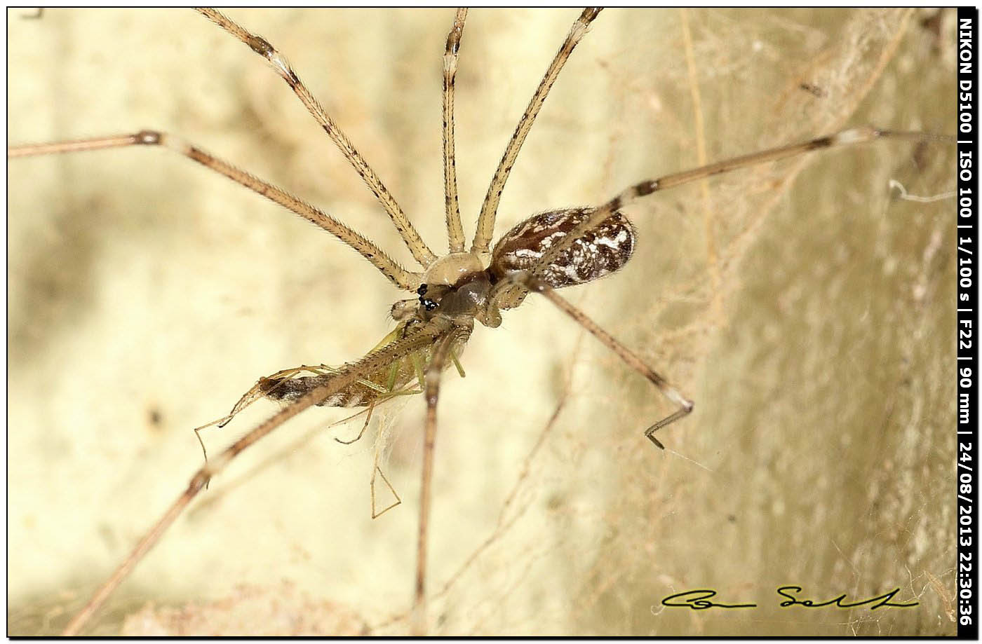 Holocnemus pluchei, con preda - Alghero (SS)