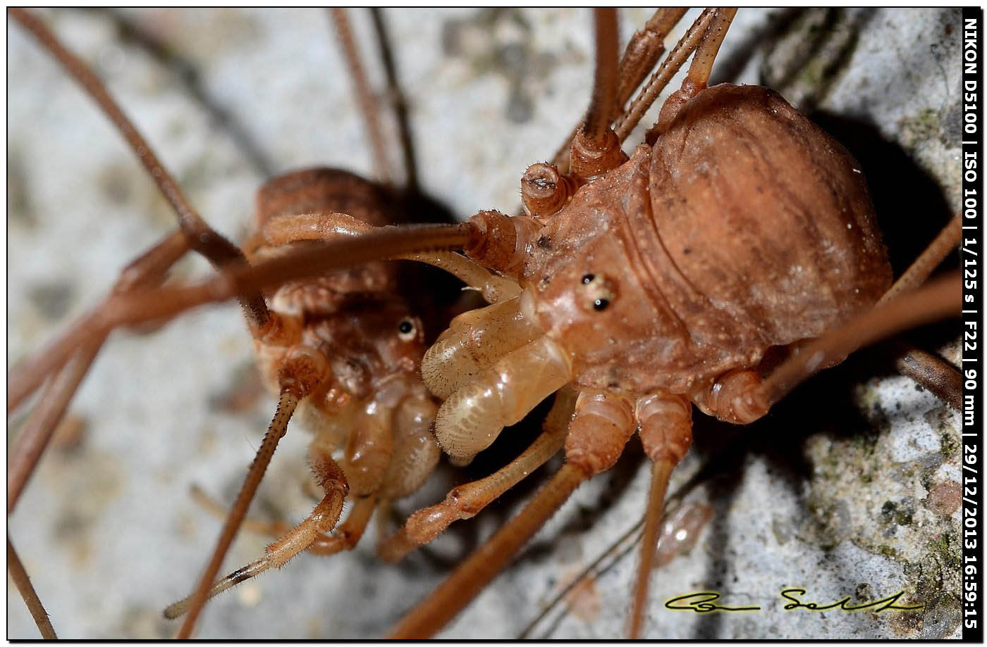 Opilio cf. transversalis, combattimento tra ♂