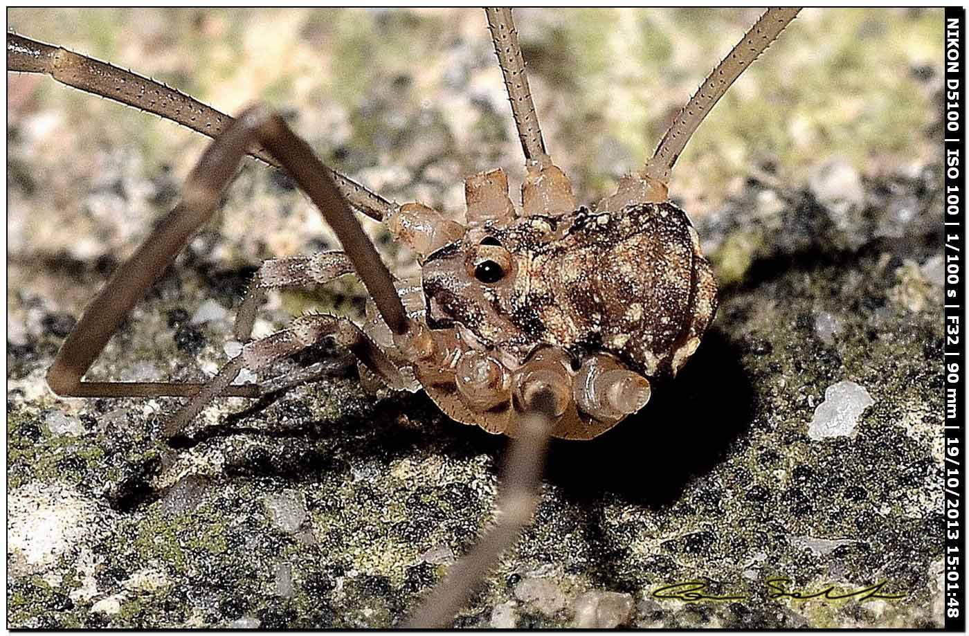 Altri Nelima sp. ♂♀