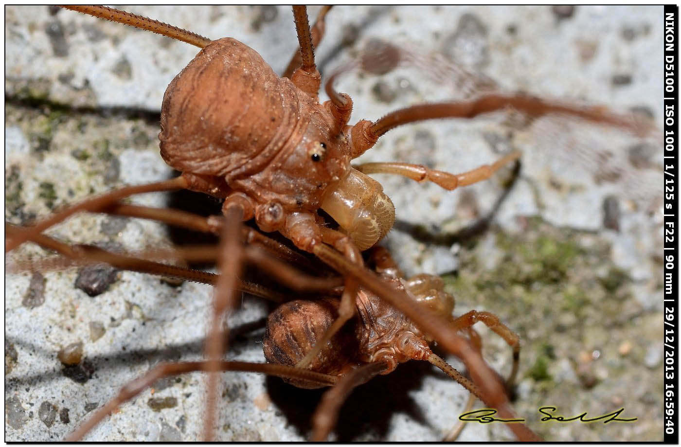 Opilio cf. transversalis, combattimento tra ♂