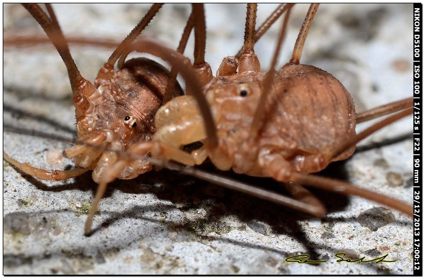 Opilio cf. transversalis, combattimento tra ♂