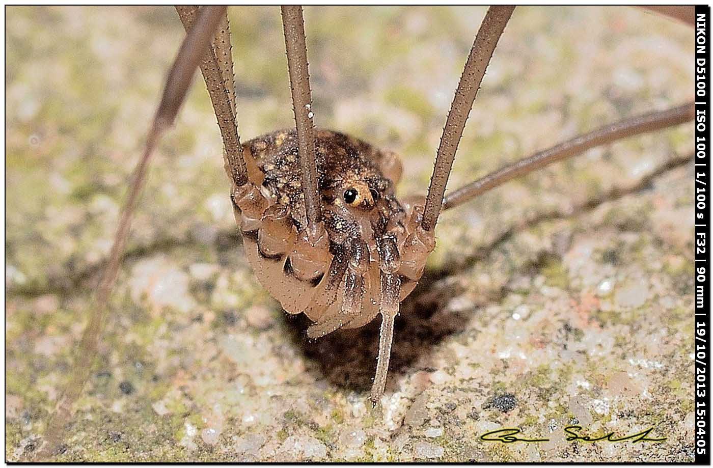 Altri Nelima sp. ♂♀