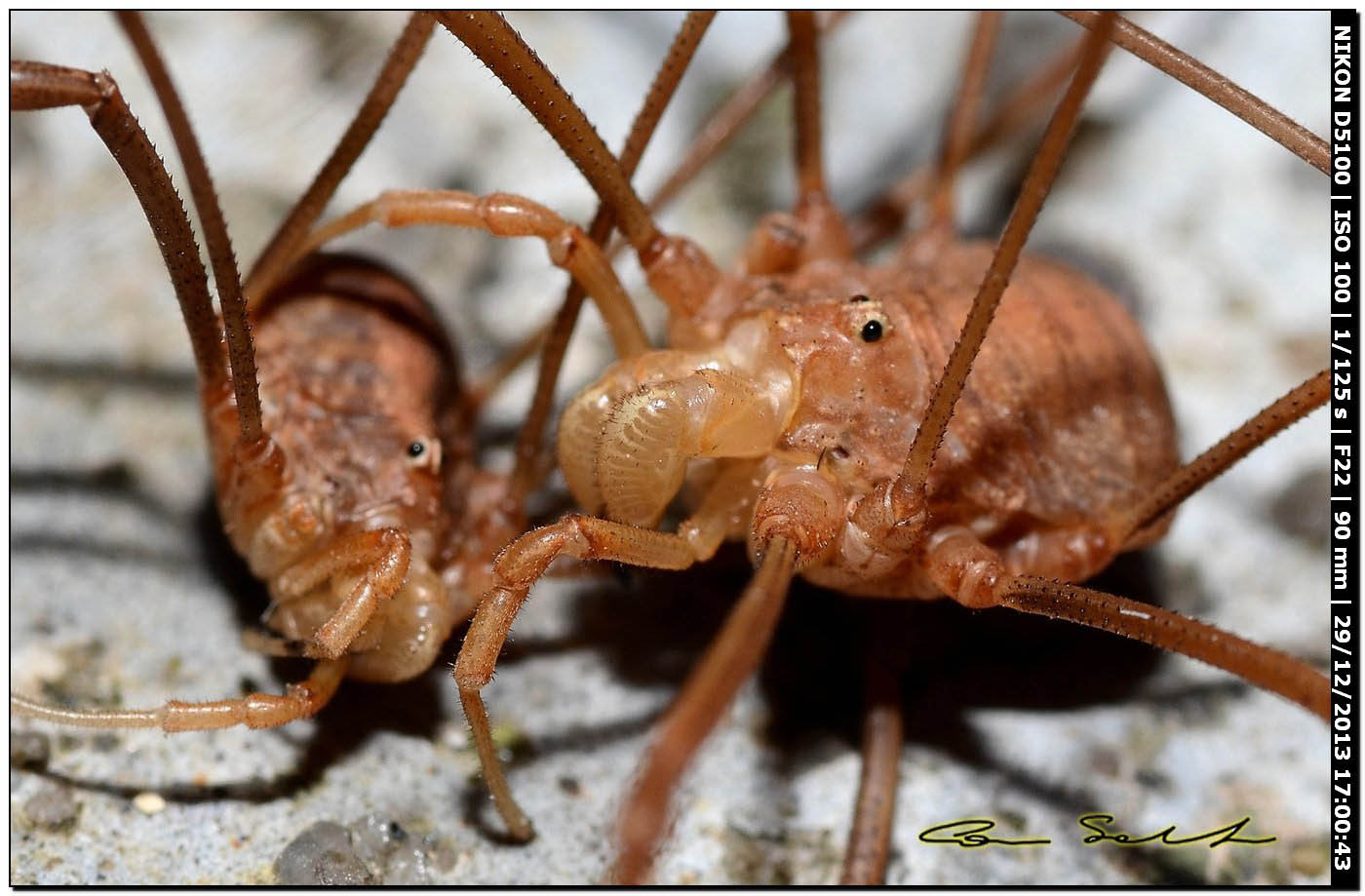 Opilio cf. transversalis, combattimento tra ♂