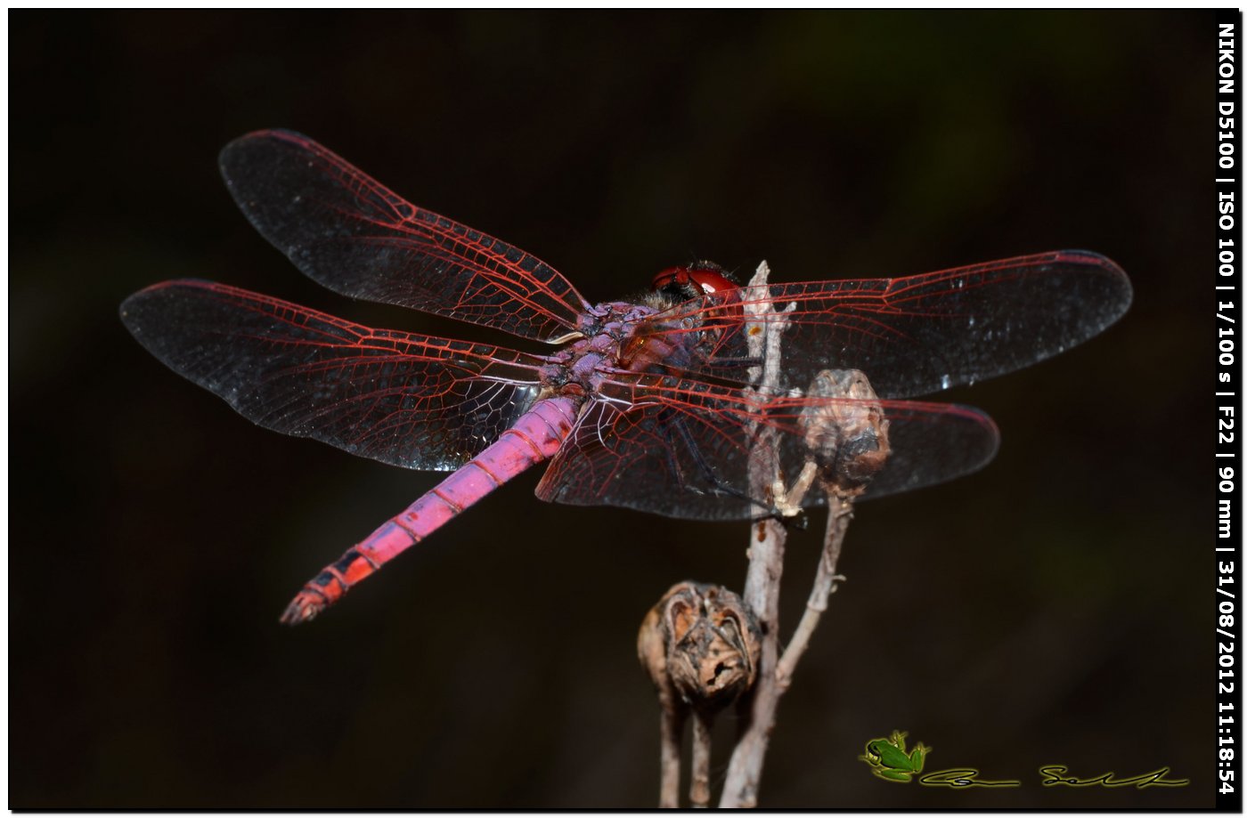 Trithemis annulata ♂