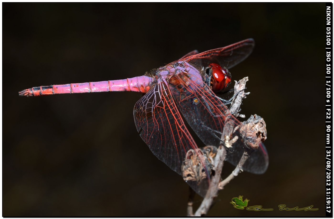 Trithemis annulata ♂