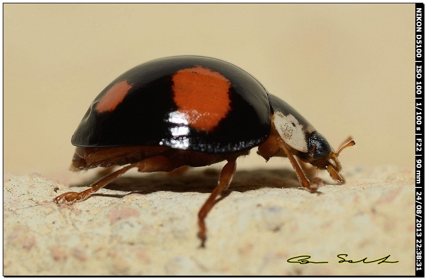 Harmonia axyridis, coccinella arlecchino