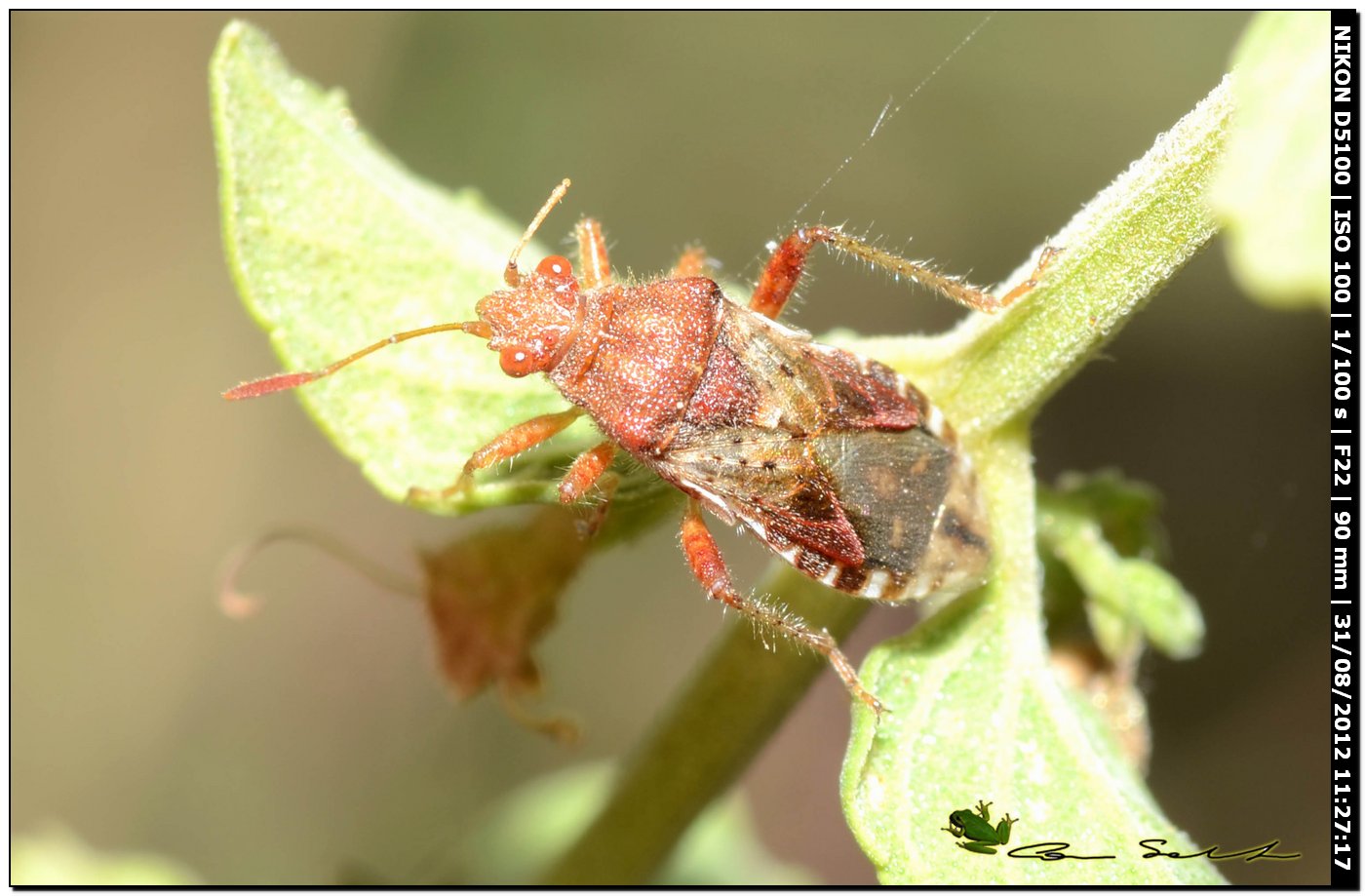 Rhopalidae: Rhopalus subrufus della Sardegna (SS)