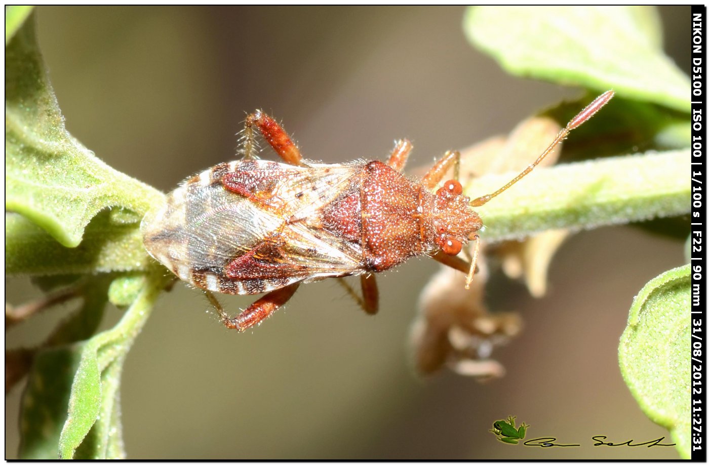 Rhopalidae: Rhopalus subrufus della Sardegna (SS)