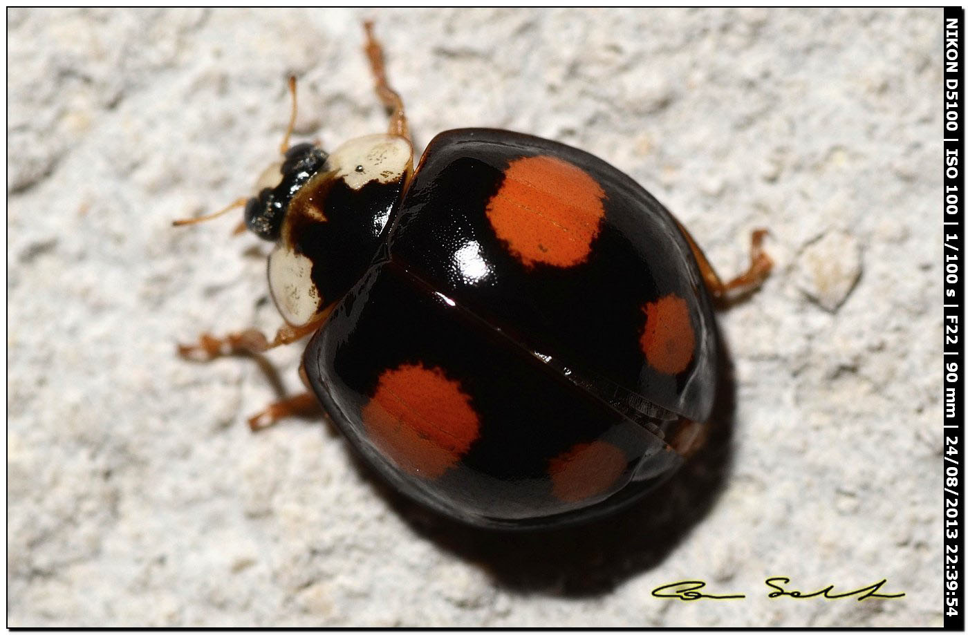 Harmonia axyridis, coccinella arlecchino