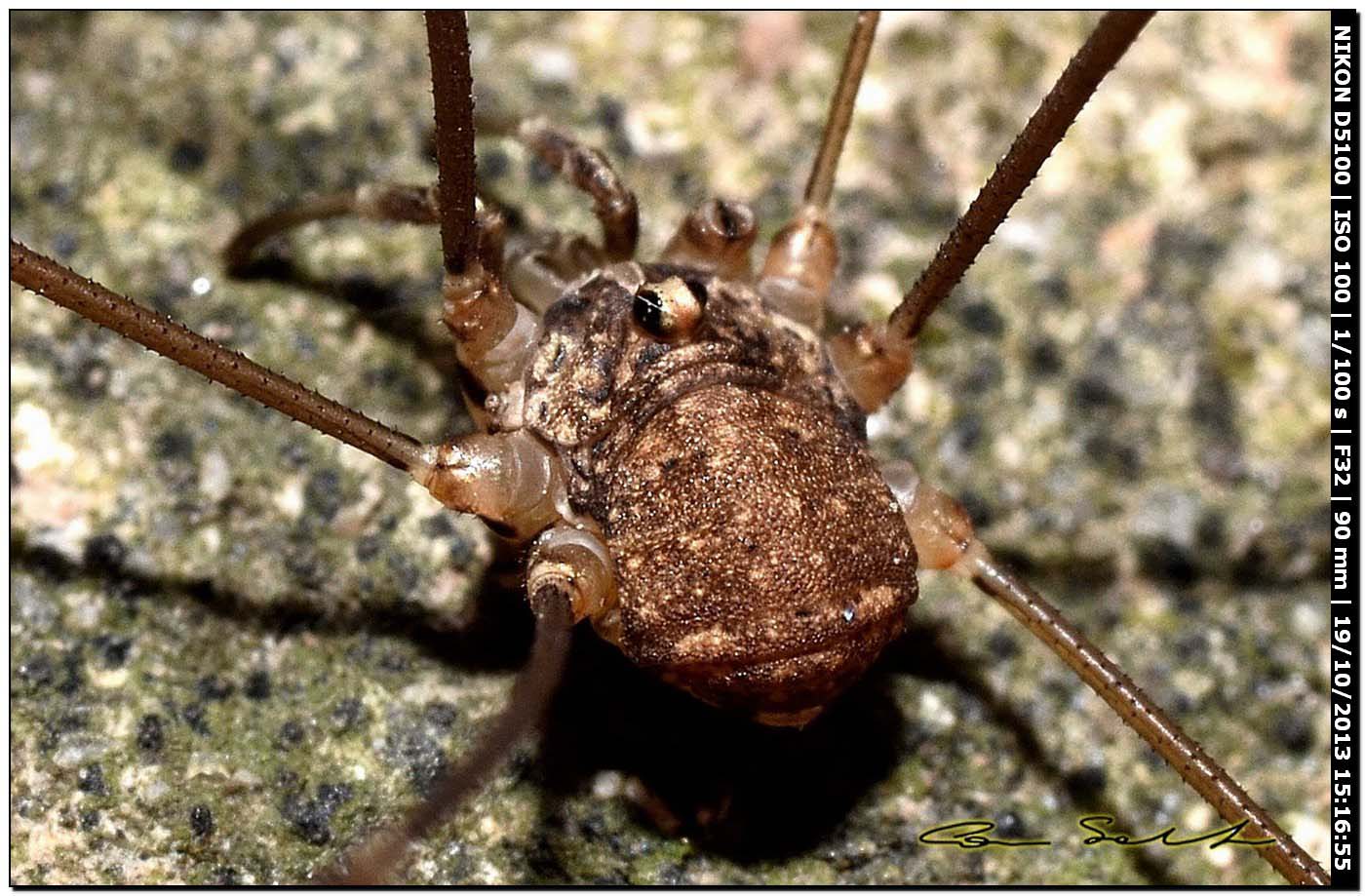 Altri Nelima sp. ♂♀