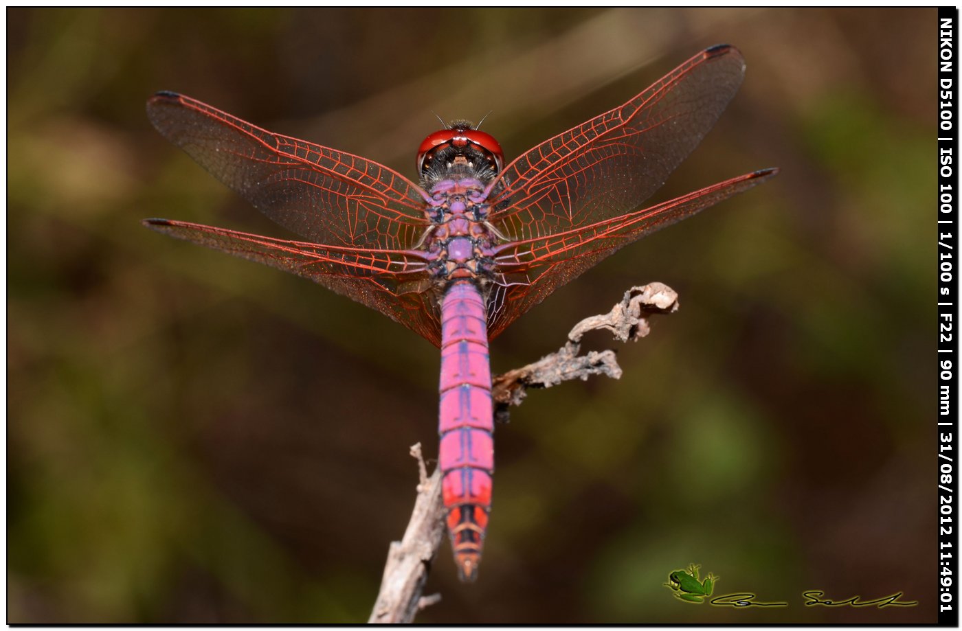 Trithemis annulata ♂ 2