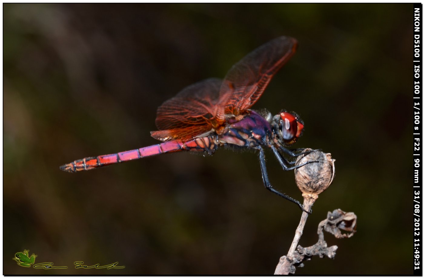 Trithemis annulata ♂ 2