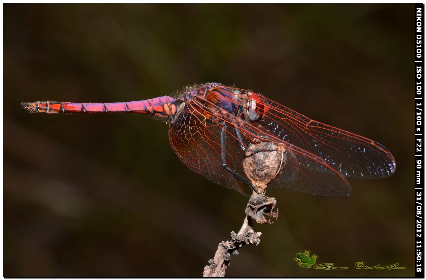 Trithemis annulata ♂ 2