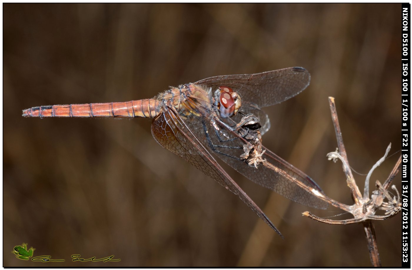 Trithemis annulata?? ♀