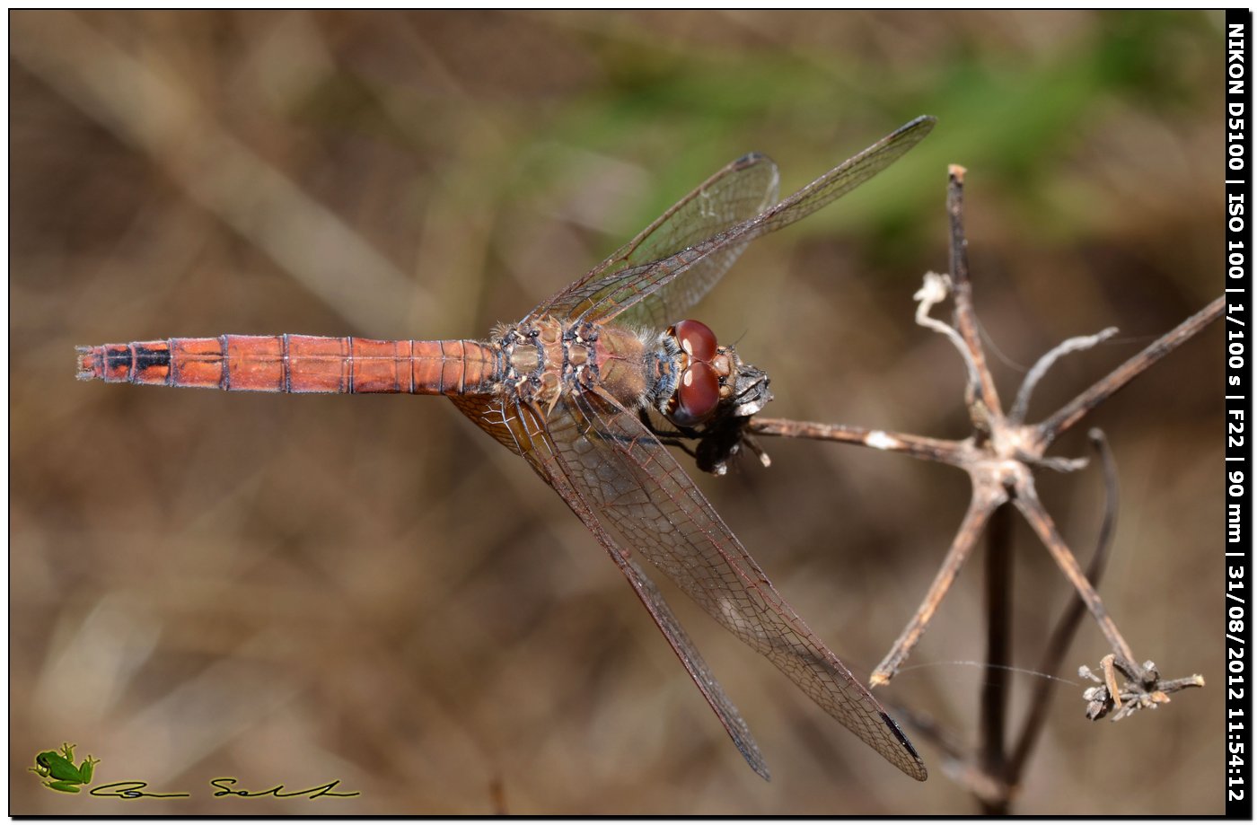 Trithemis annulata?? ♀