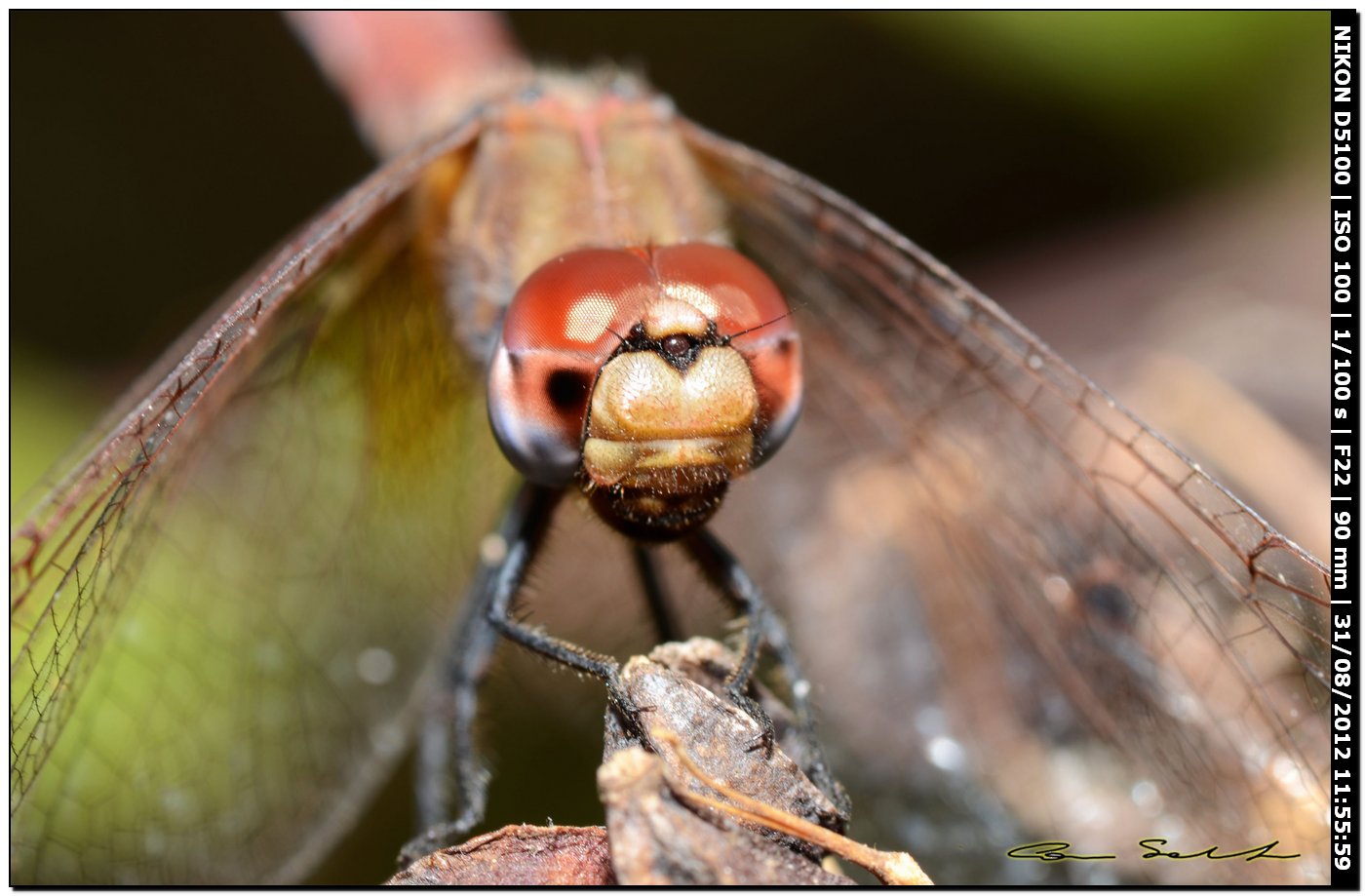 Trithemis annulata?? ♀