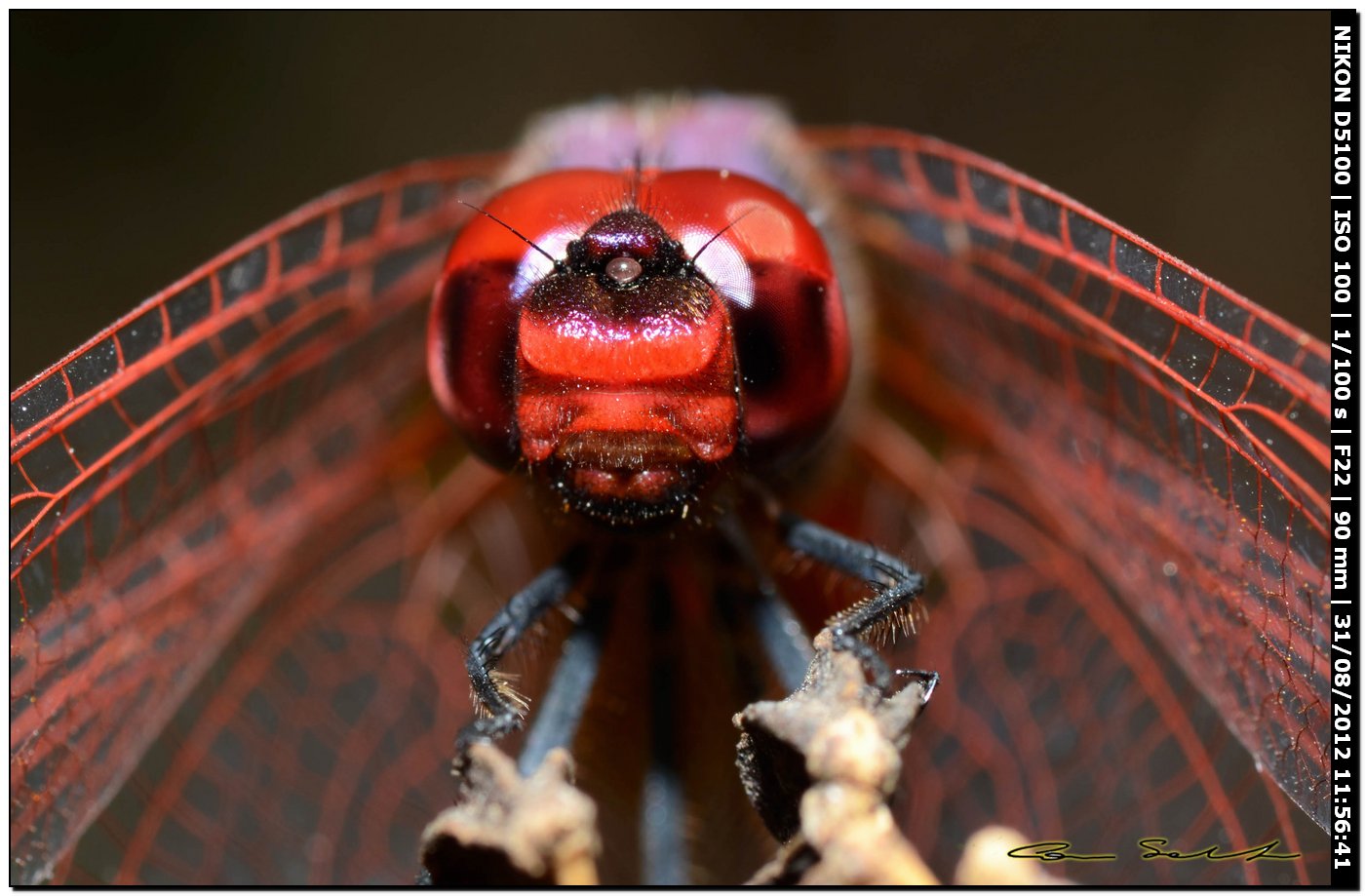 Trithemis annulata ♂ 2