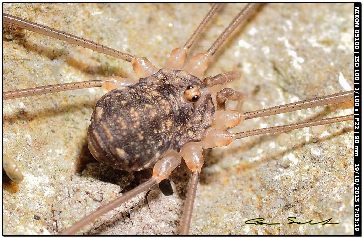 Altri Nelima sp. ♂♀