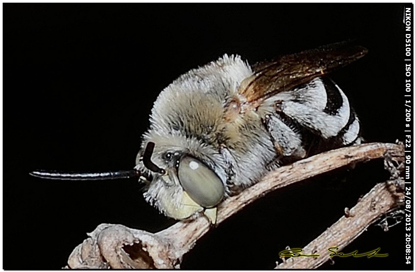 Apidae Anthophorinae:   Amegilla albigena