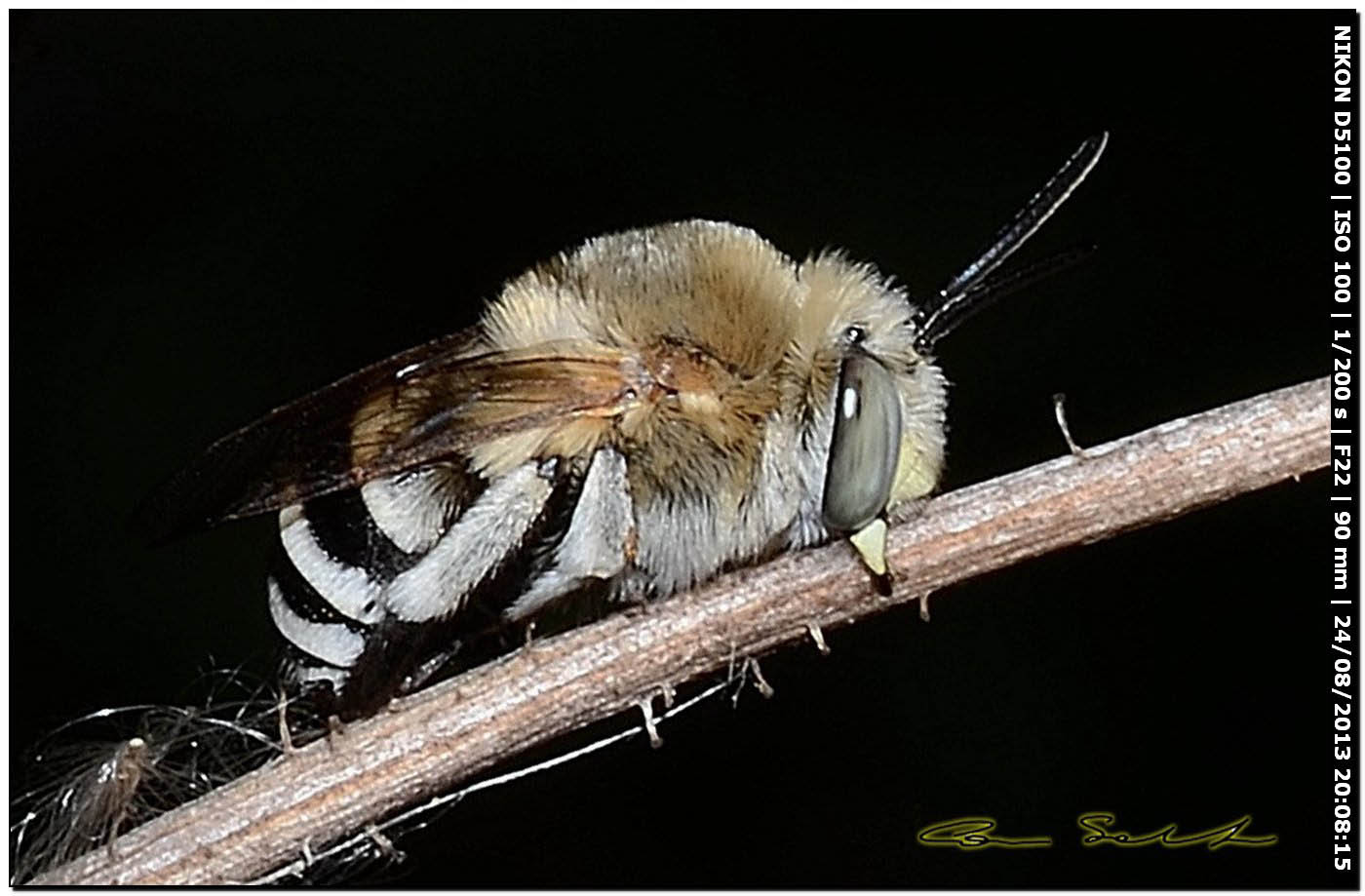 Apidae Anthophorinae:   Amegilla albigena