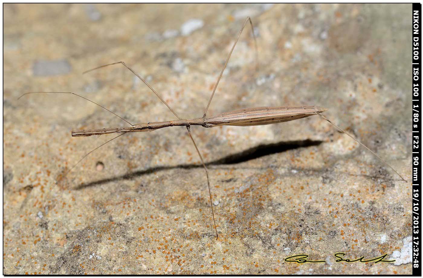 Reduviidae: Ischnonyctes barbarus della Sardegna (SS)