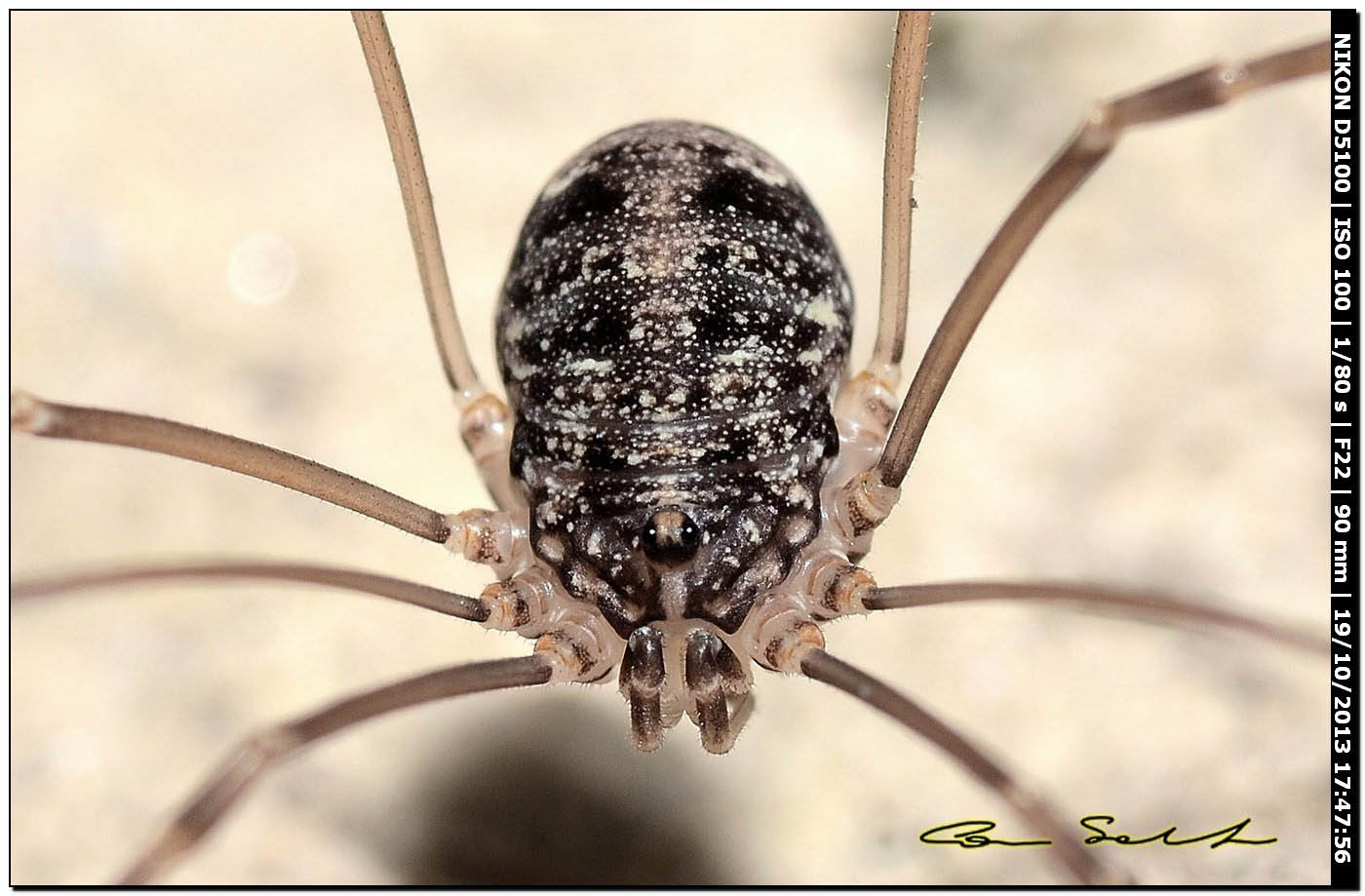 Altri Nelima sp. ♂♀