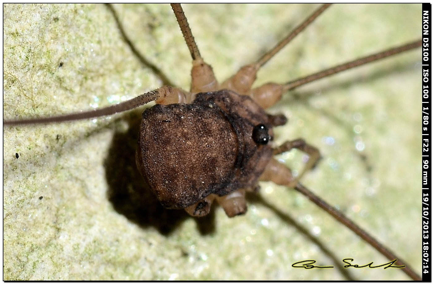 Altri Nelima sp. ♂♀