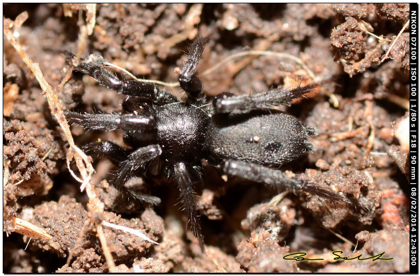 Ctenizidae No Gnaphosa Sp Alghero Ss Natura Mediterraneo Forum Naturalistico