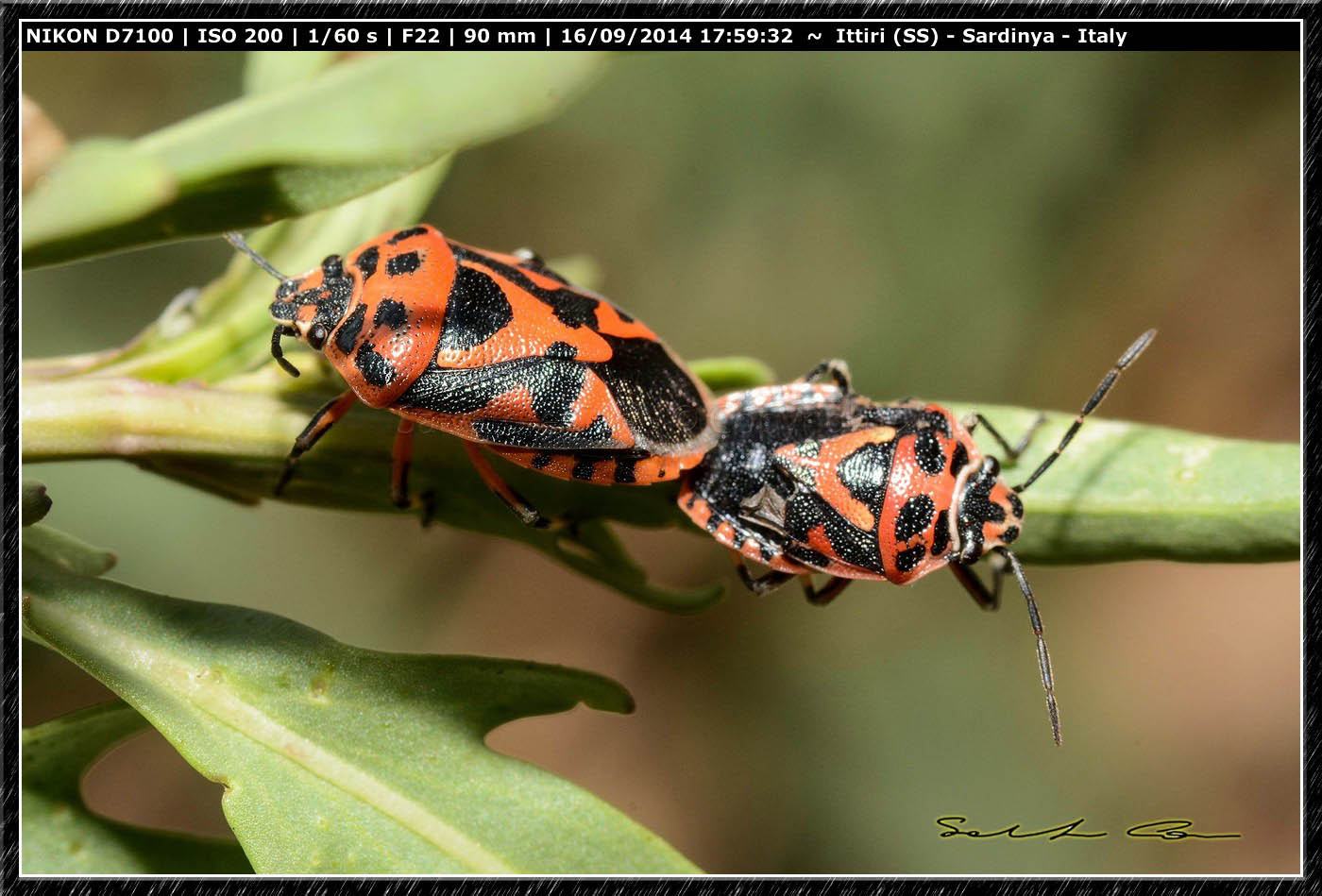 Eurydema ornata ♂♀