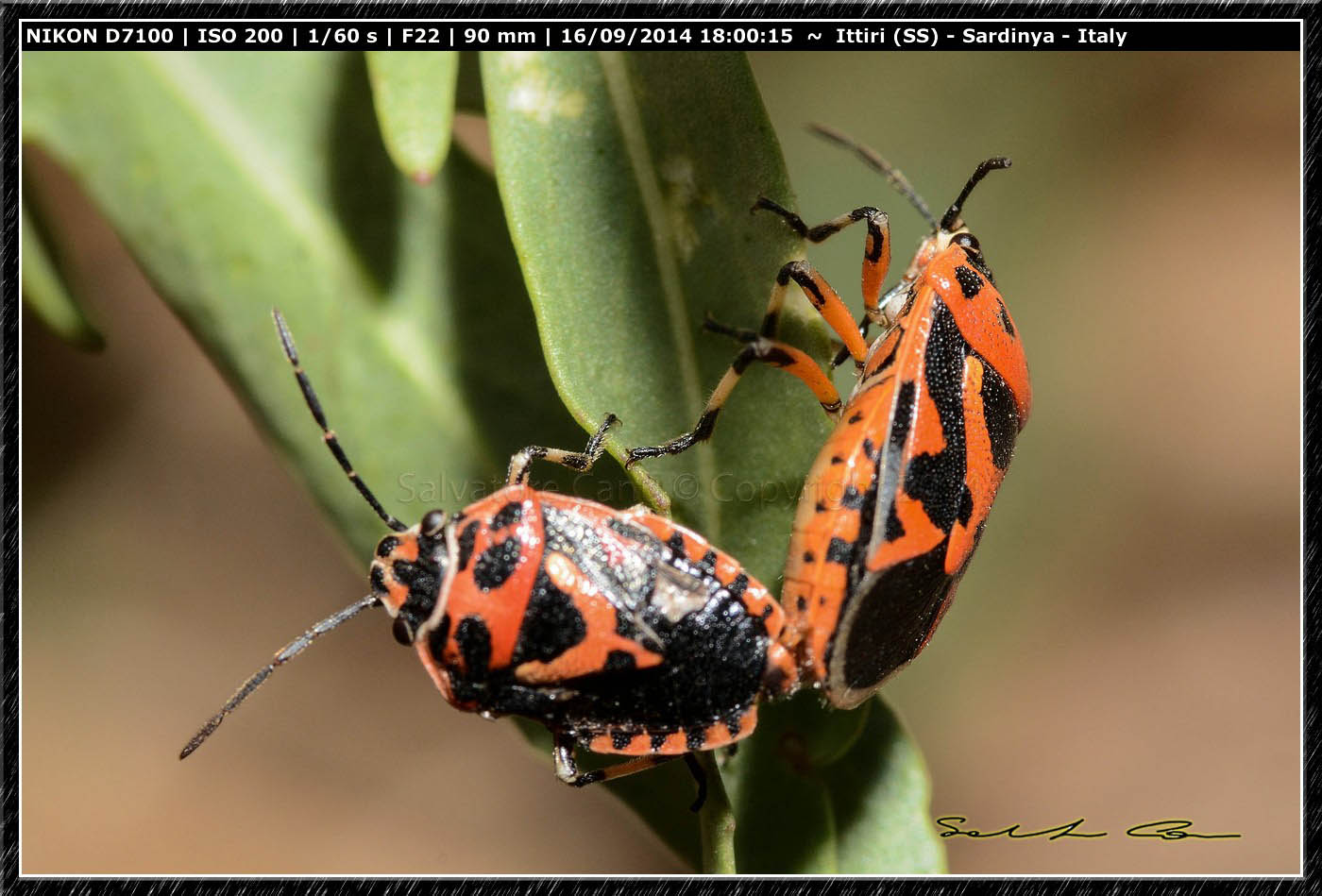 Eurydema ornata ♂♀