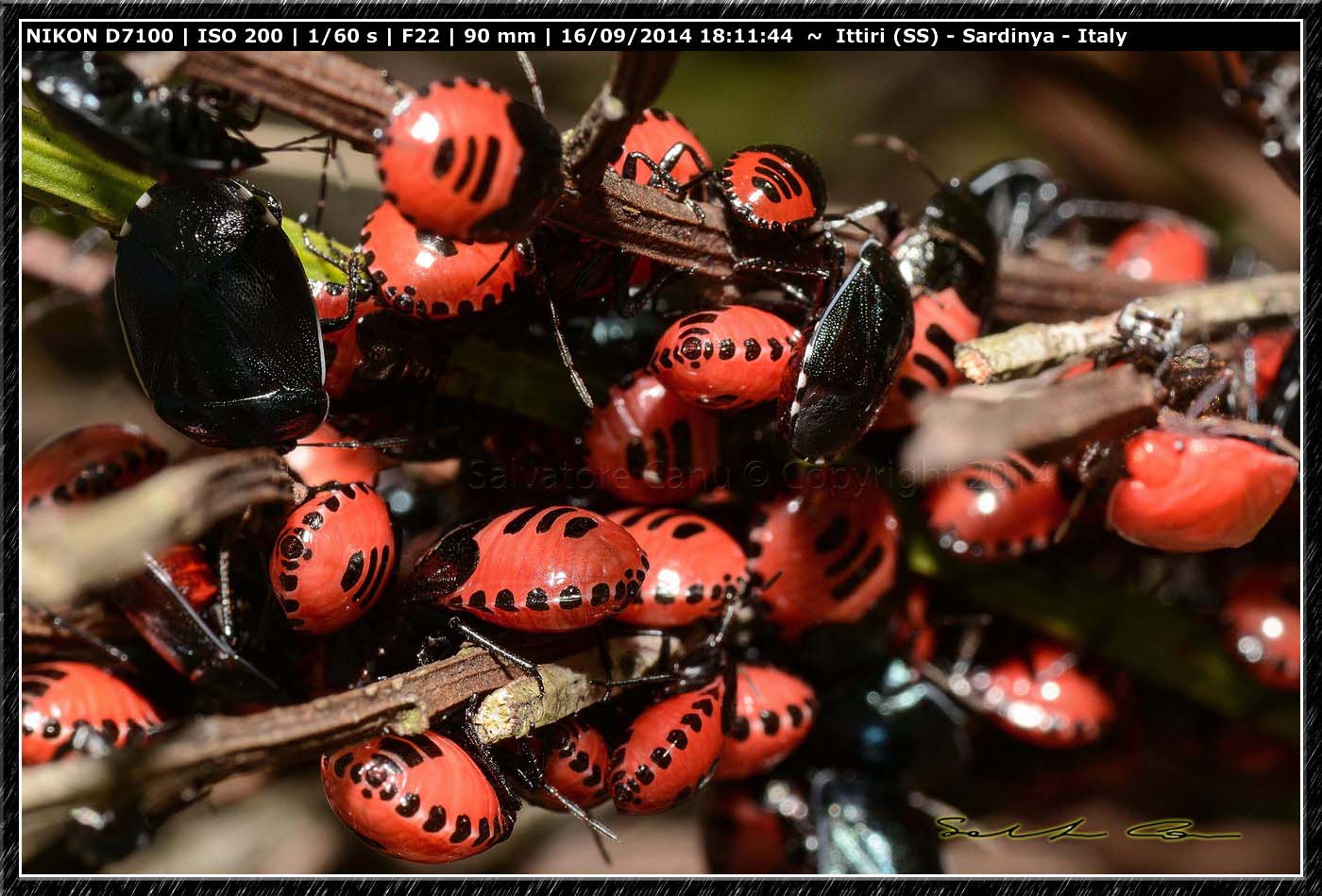 Adulti e ninfe di Canthophorus melanopterus