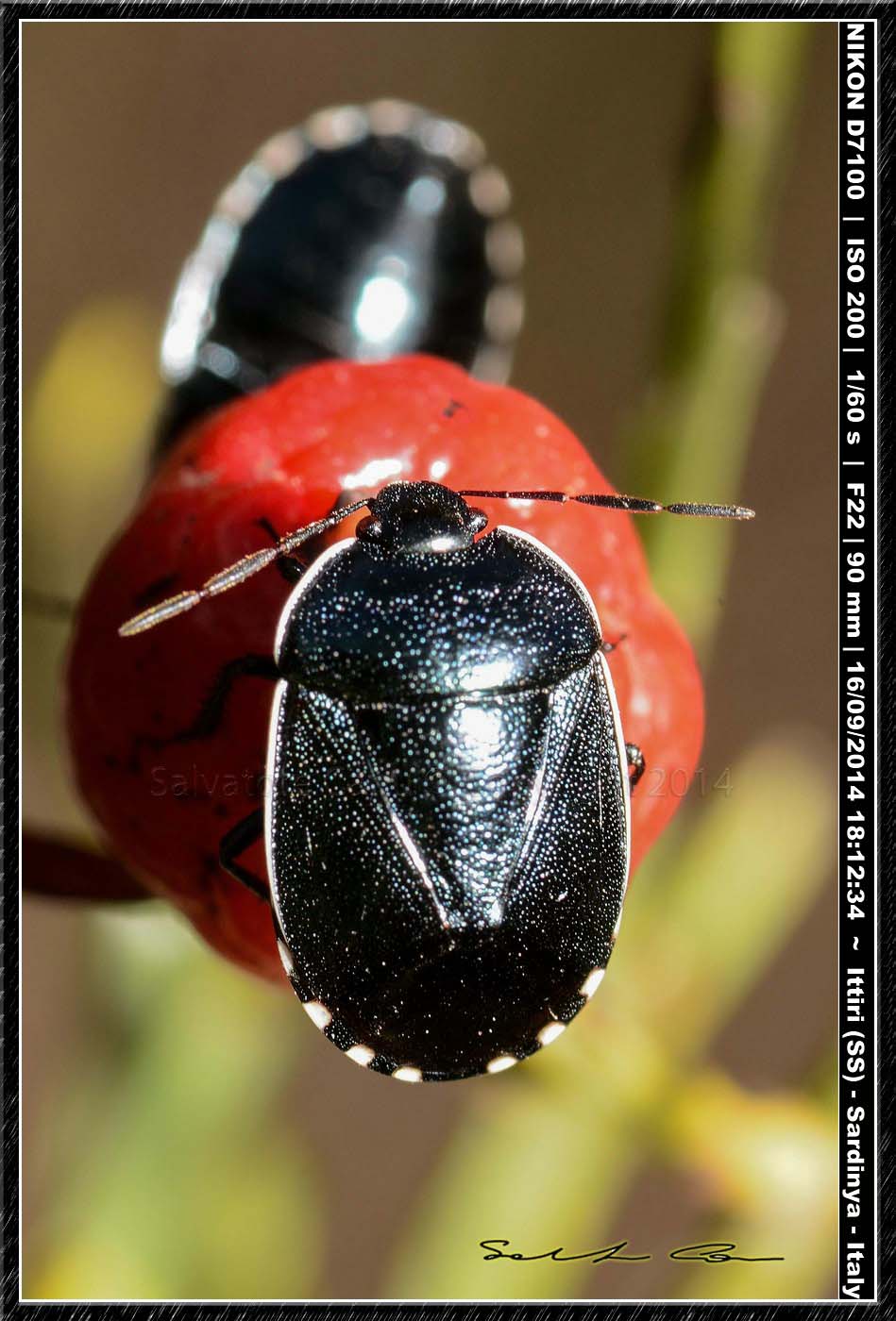 Adulti e ninfe di Canthophorus melanopterus