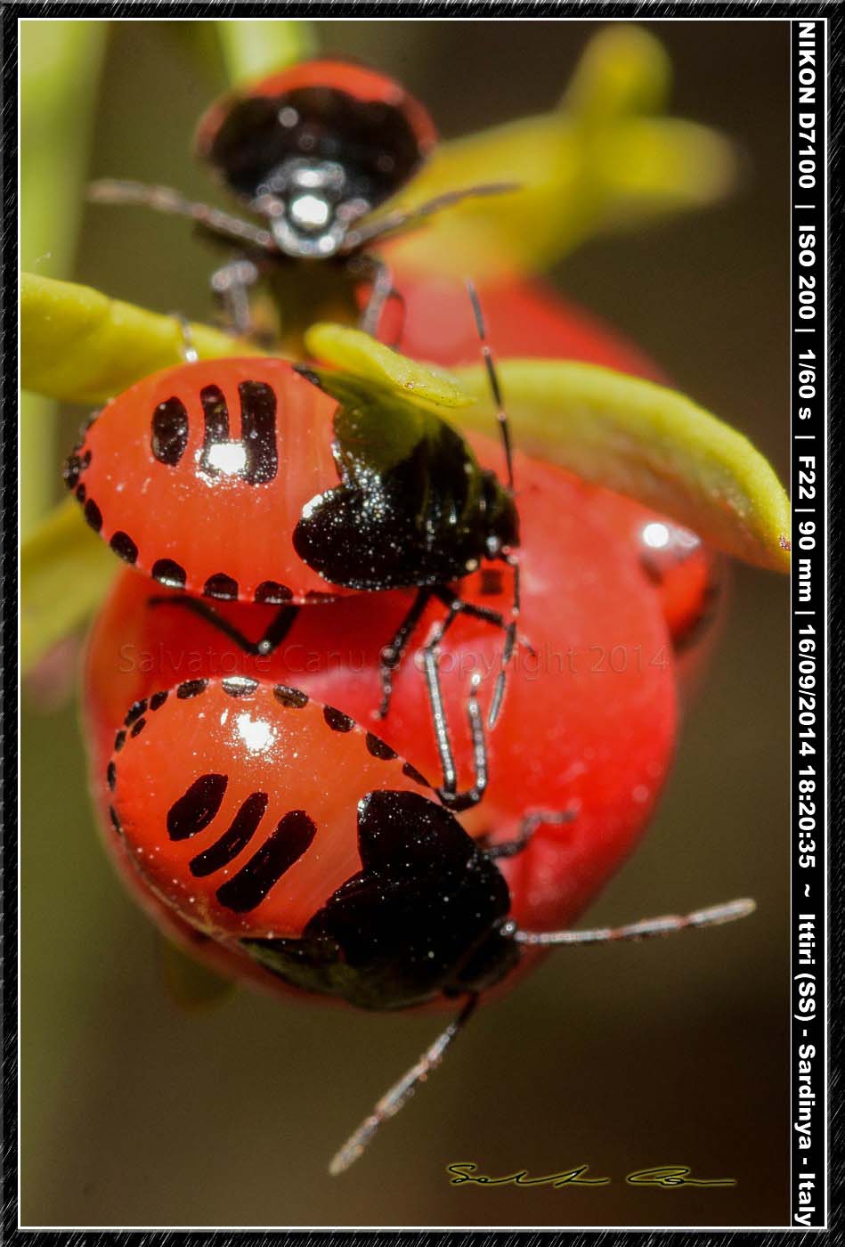 Adulti e ninfe di Canthophorus melanopterus