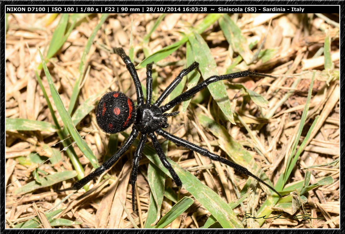 Latrodectus tredecimguttatus - Siniscola (NU)