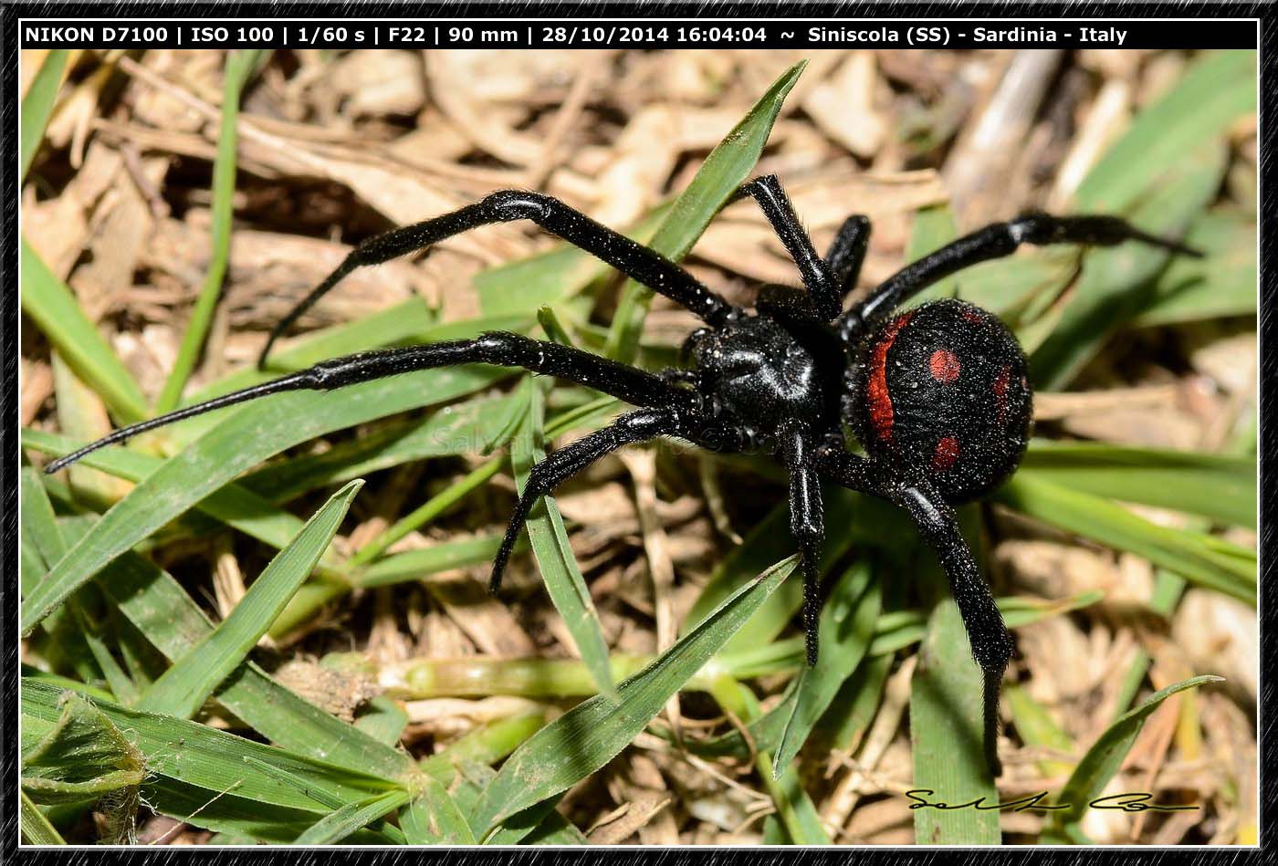 Latrodectus tredecimguttatus - Siniscola (NU)