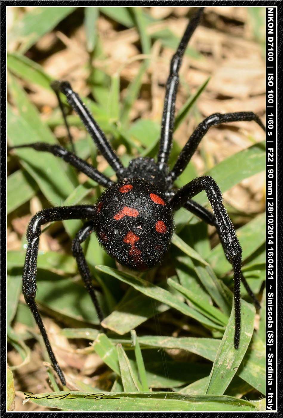 Latrodectus tredecimguttatus - Siniscola (NU)