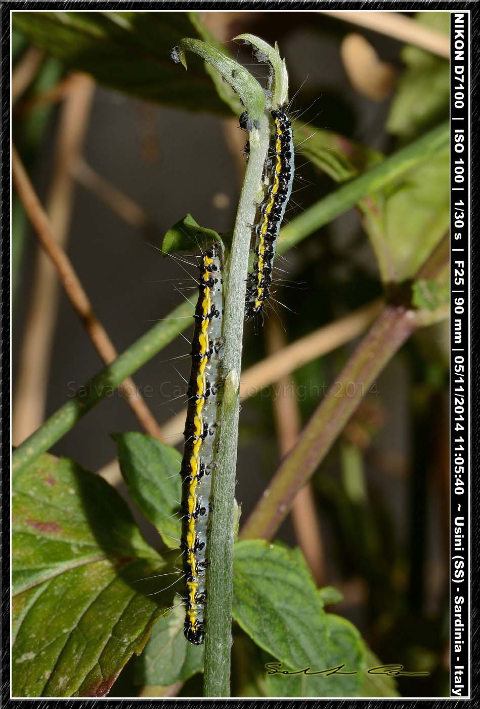 Bruco di Uresiphita gilvata