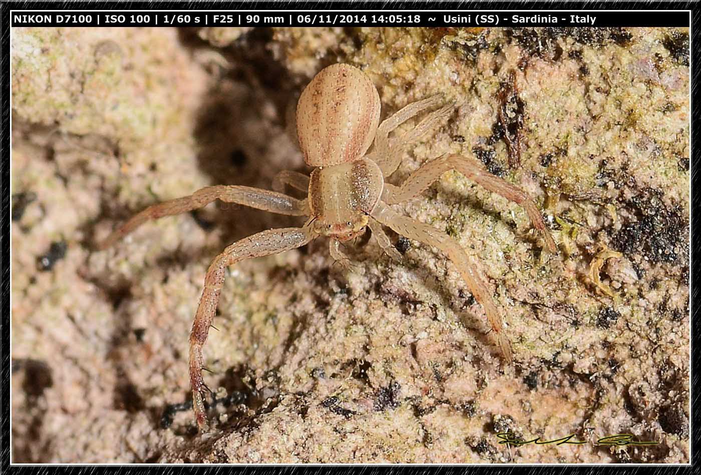 Xysticus sp.? No. Giovane Runcinia grammica - Usini (SS)