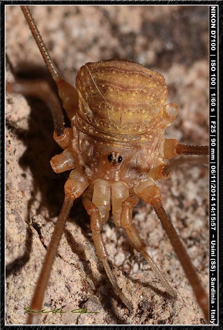 Opilio sp. ♂, cf. canestrinii